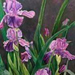 زهرة السوسن